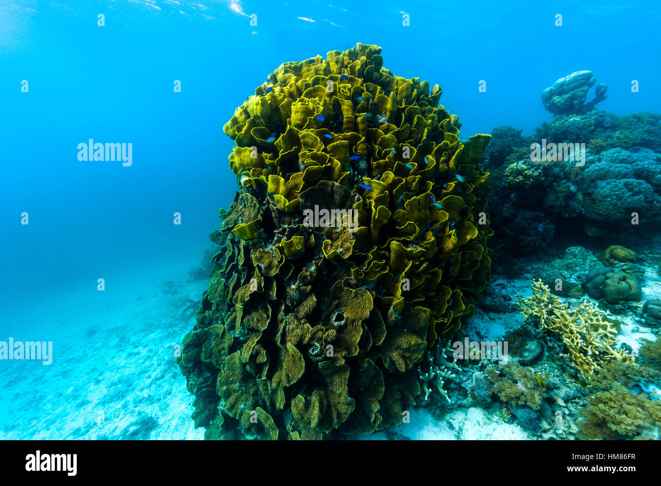Las retorcidas y pliegues como una onda de una enorme colonia de Coral  florero emergiendo desde el suelo del océano en un arrecife tropical  Fotografía de stock - Alamy