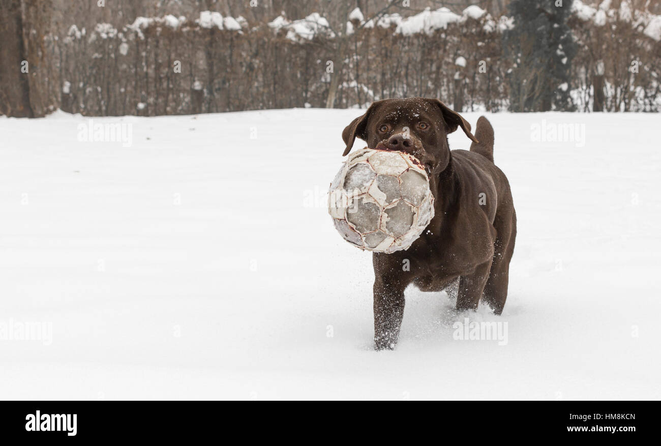 Juego nieve perro labrador marrón Foto de stock