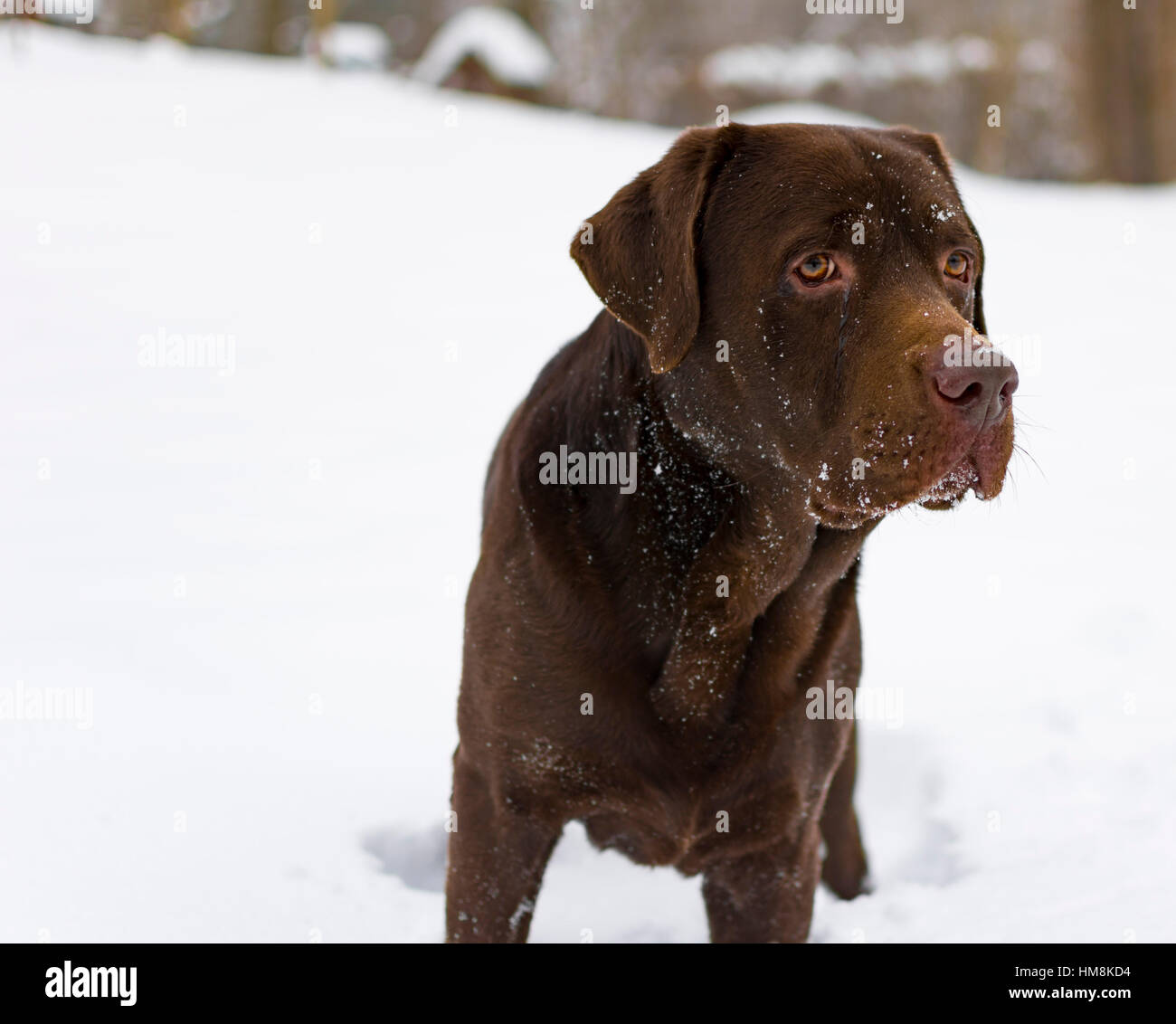 Juego nieve perro labrador marrón Foto de stock