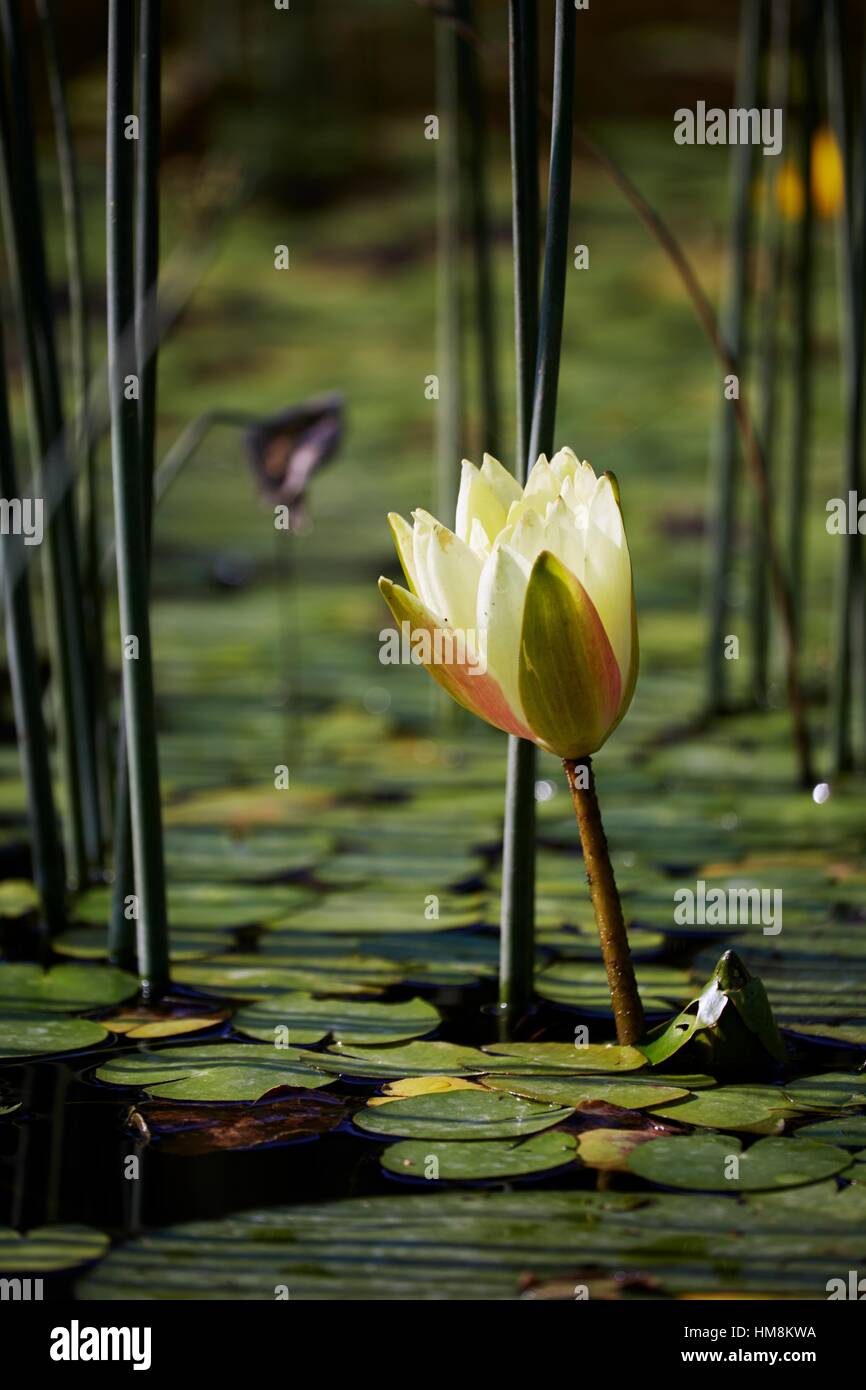 Waterlily ornamentales (Nymphaea cultorum) 'Joey Tomocik' cultivar florece en un estanque de jardín - Región Hesselberg, Baviera/Alemania. Foto de stock