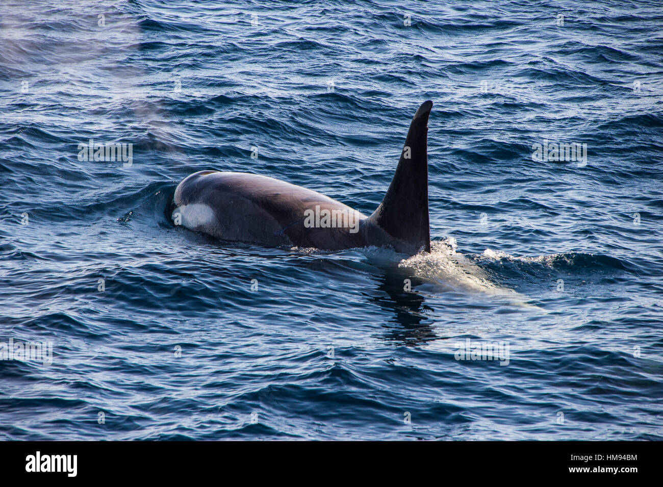Killer whale) (orca (Orcinus orca), el Mar de Weddell, en la Antártida, las regiones polares Foto de stock
