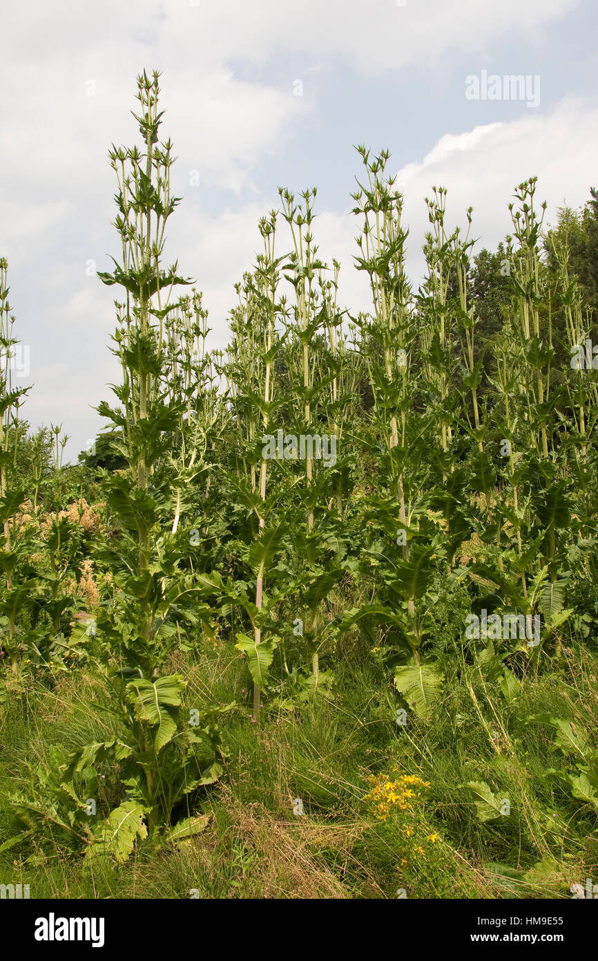 Schlitzblatt-Karde, Schlitzblättrige Karde, Dipsacus laciniatus, Corte dejados Teasel, cutleaf teasel Foto de stock