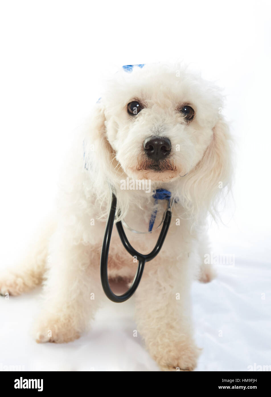 French Poodle perro blanco vestido como médico Fotografía de stock - Alamy