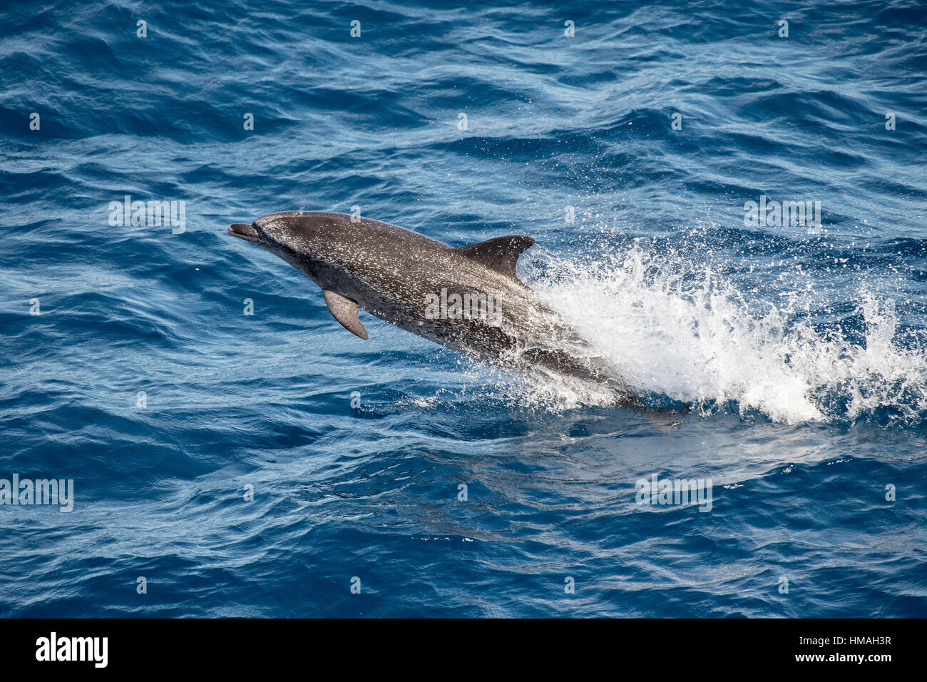 Adultos, delfines moteados del Atlántico Stenella frontalis, porpoising en velocidad, varios cientos de millas de Mauritania, el Norte de África, el Océano Atlántico Foto de stock