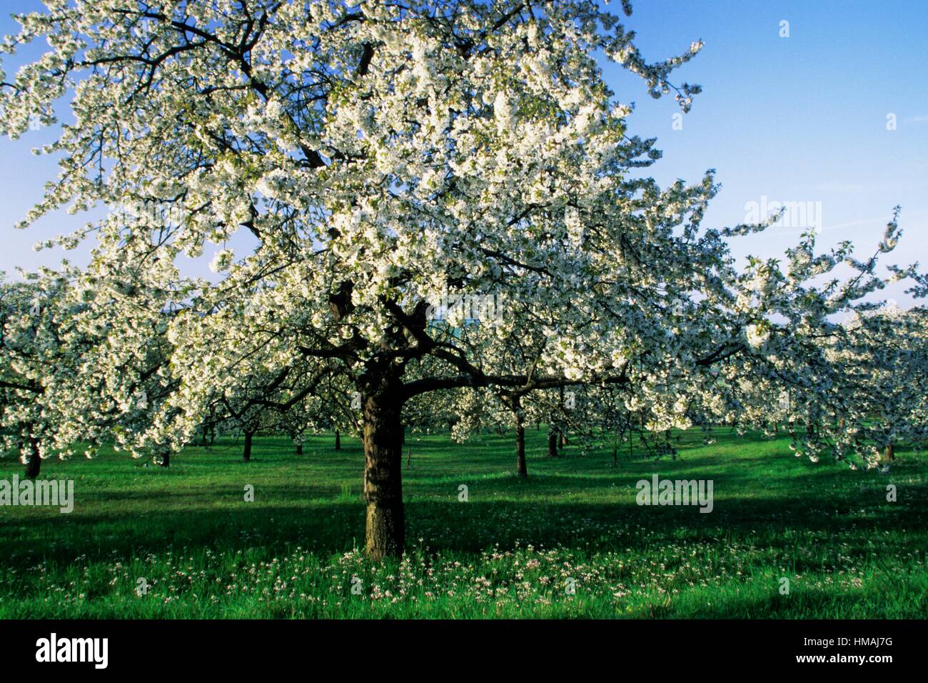 Llena de cerezos en flor en primavera - región Hesselberg, Baviera/Alemania. Foto de stock