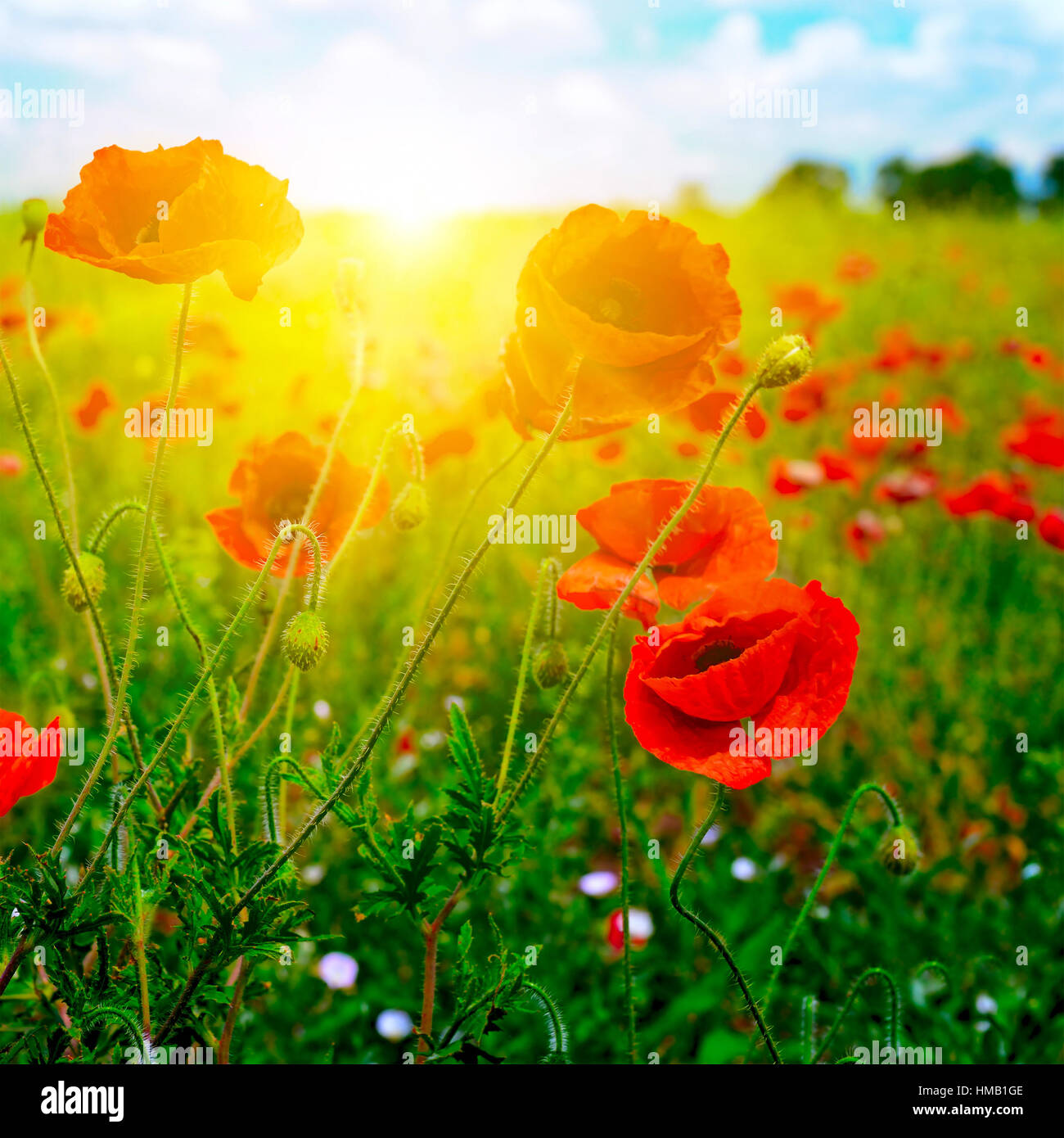 Amanecer en el campo fotografías e imágenes de alta resolución - Alamy