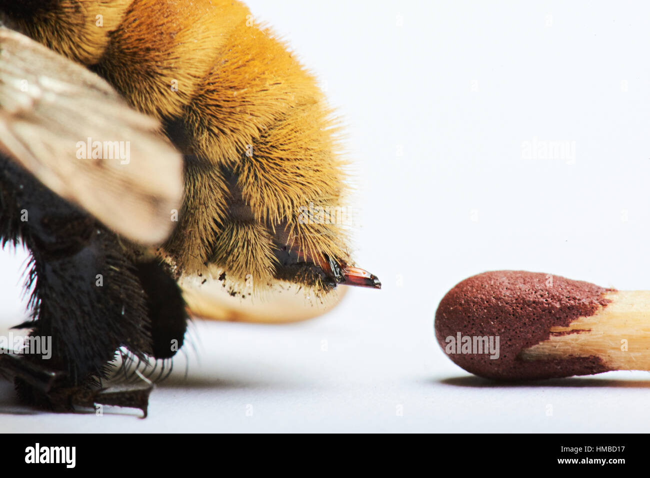 Macro de picadura de abeja comparar a match aislado en blanco Foto de stock
