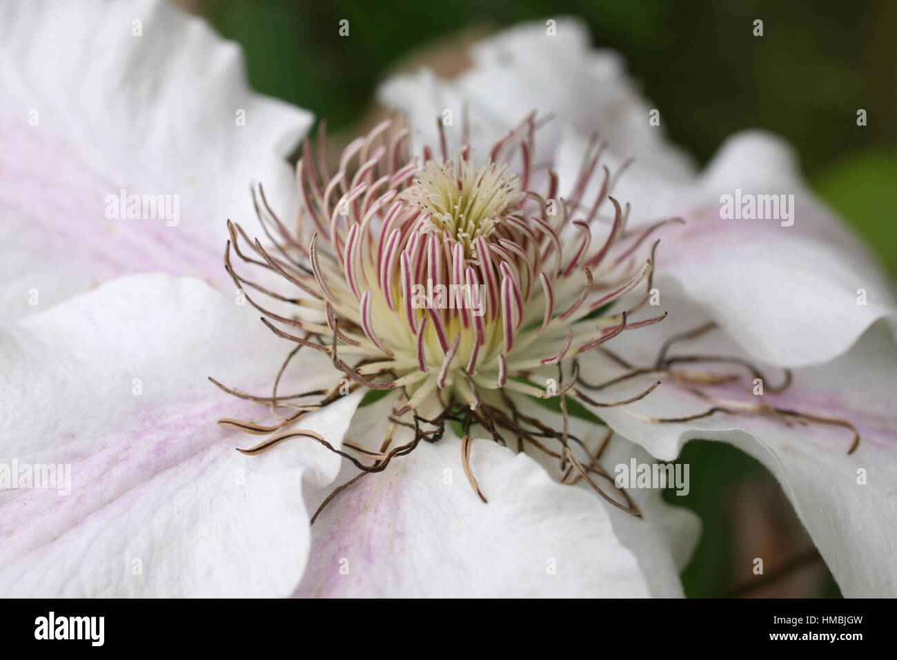 "Nelly Moser" clematis flor - cerrar Foto de stock
