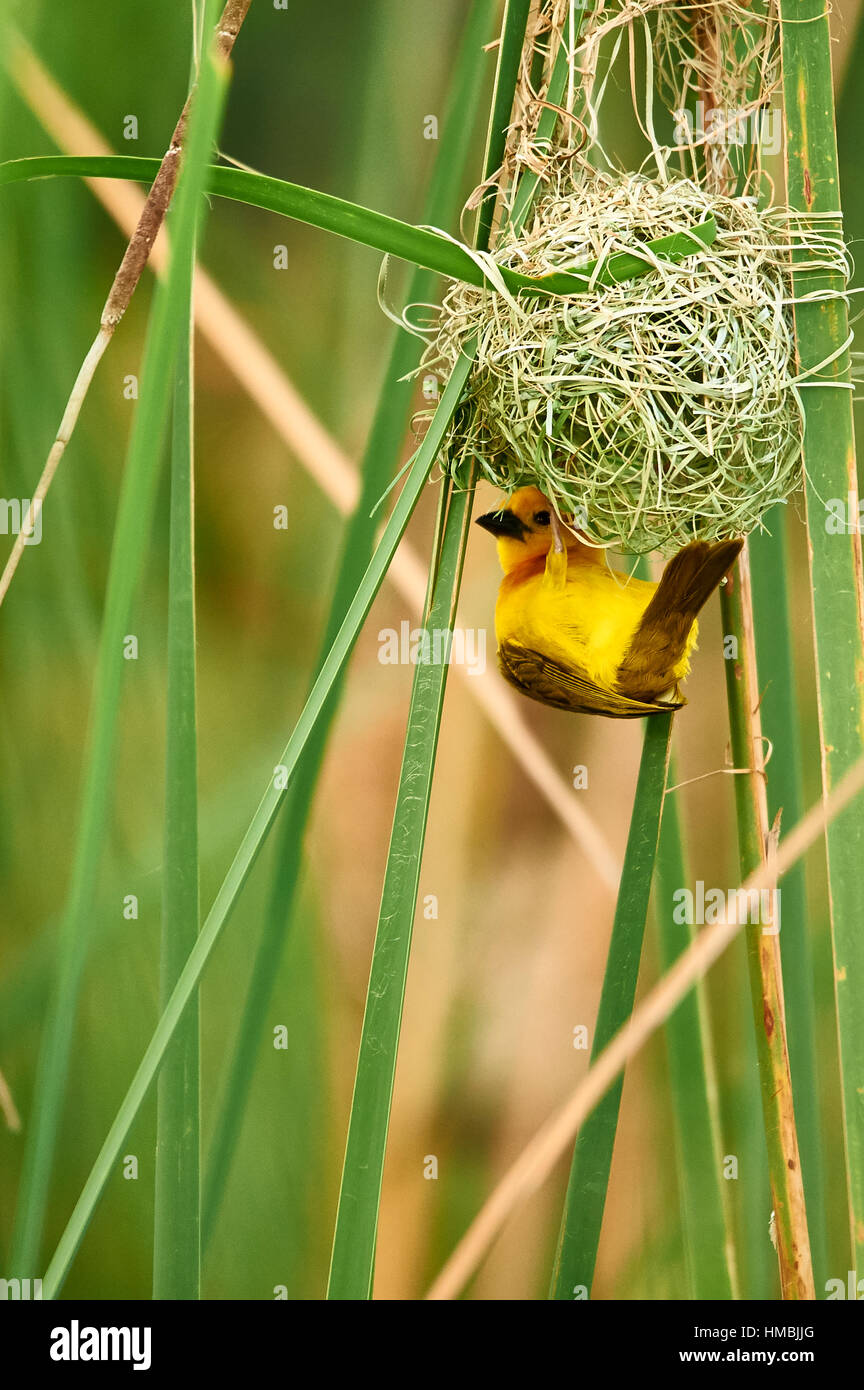 Taveta Golden Weaver pájaro construyendo su nido Foto de stock