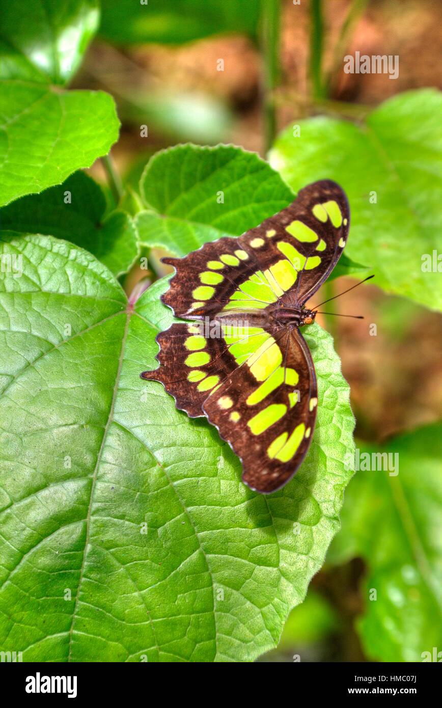 Malaquita Siproeta stelenes (mariposas), Green Hills Butterfly Ranch, al este de San Ignacio, Belice Foto de stock