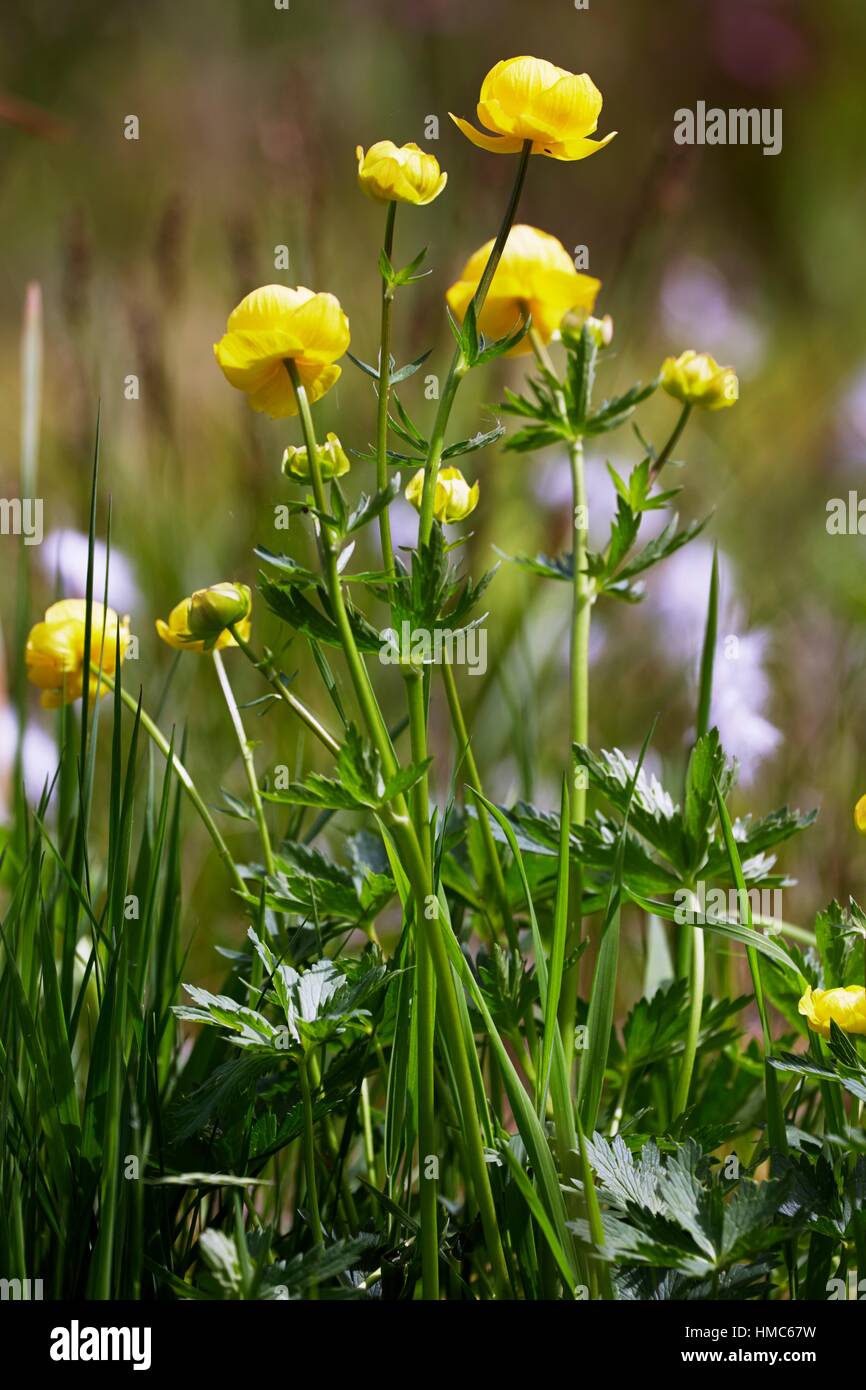 Unión globeflower (trollius europaeus) que florece en un prado húmedo. La planta prefiere un hábitat de prados húmedos y no fertilizados - Baviera/Alemania. Foto de stock