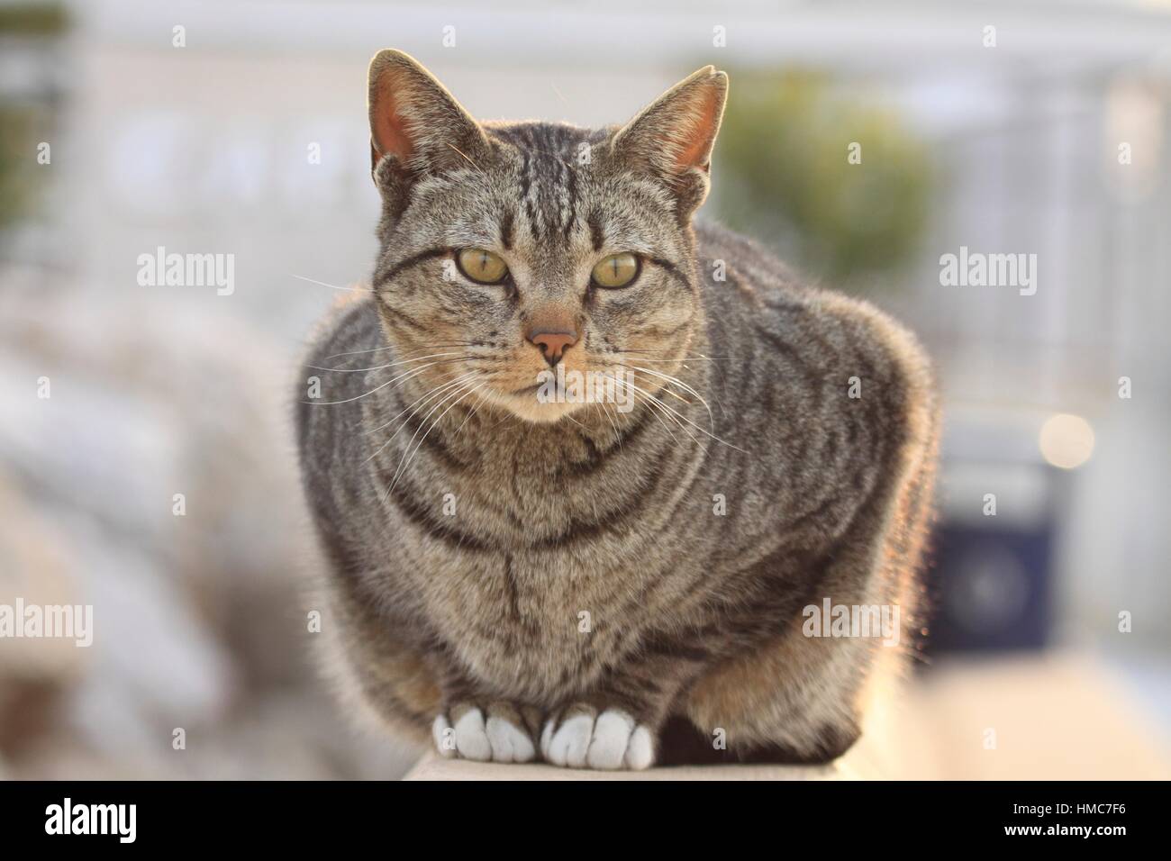 Gato Montés (Felis silvestris). Mallorca, Islas Baleares, España Fotografía  de stock - Alamy