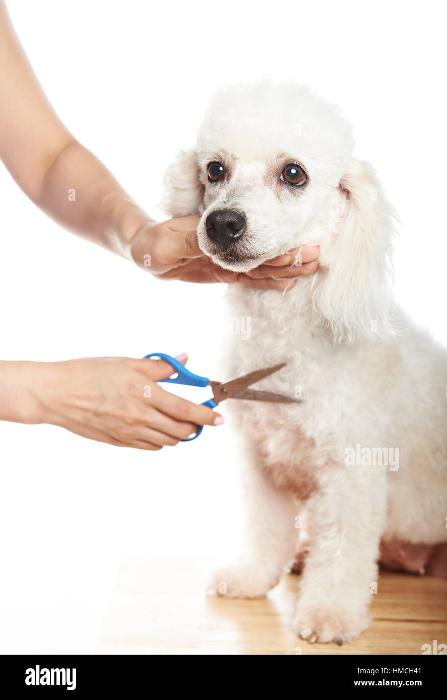 Hacer un corte de pelo para perros caniche aislado en blanco Fotografía de  stock - Alamy