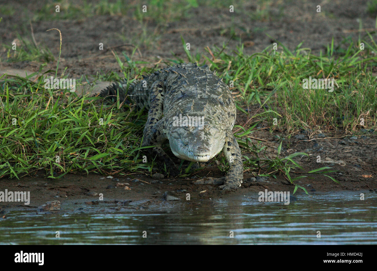 El Cocodrilo Americano (Crocodylus acutus), Río Tárcoles, Costa Rica. Foto de stock