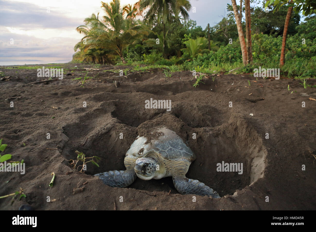 Parque de tortugas fotografías e imágenes de alta resolución Alamy