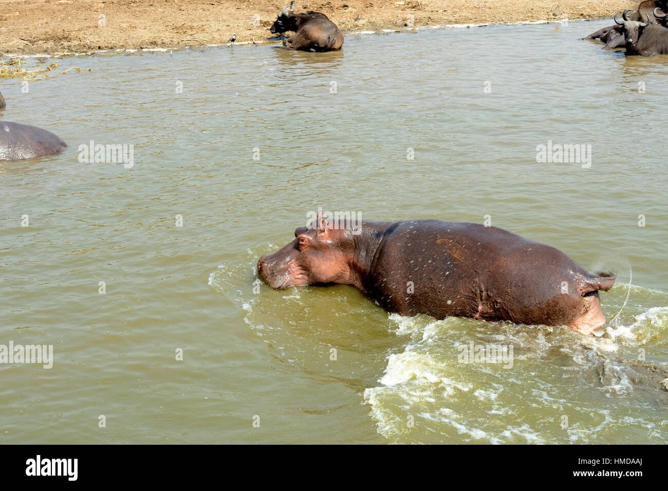 Hipopótamo (Hippopotamus amphibius) defecando en el Lago Edward, el Parque  Nacional Queen Elizabeth, Uganda, África Fotografía de stock - Alamy