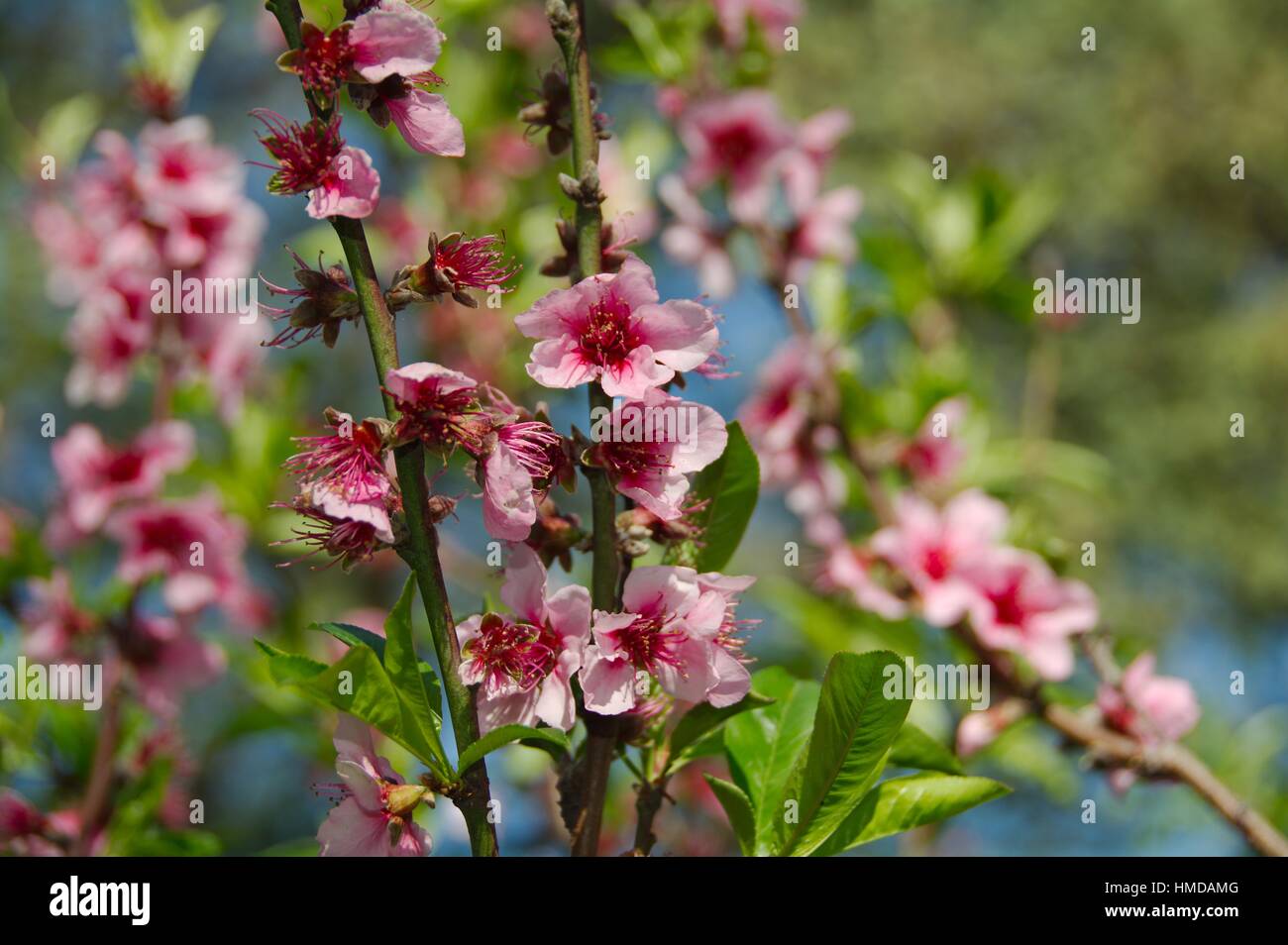 Las flores del árbol de durazno (Prunus persica). Buenos Aires jardines  japoneses Fotografía de stock - Alamy