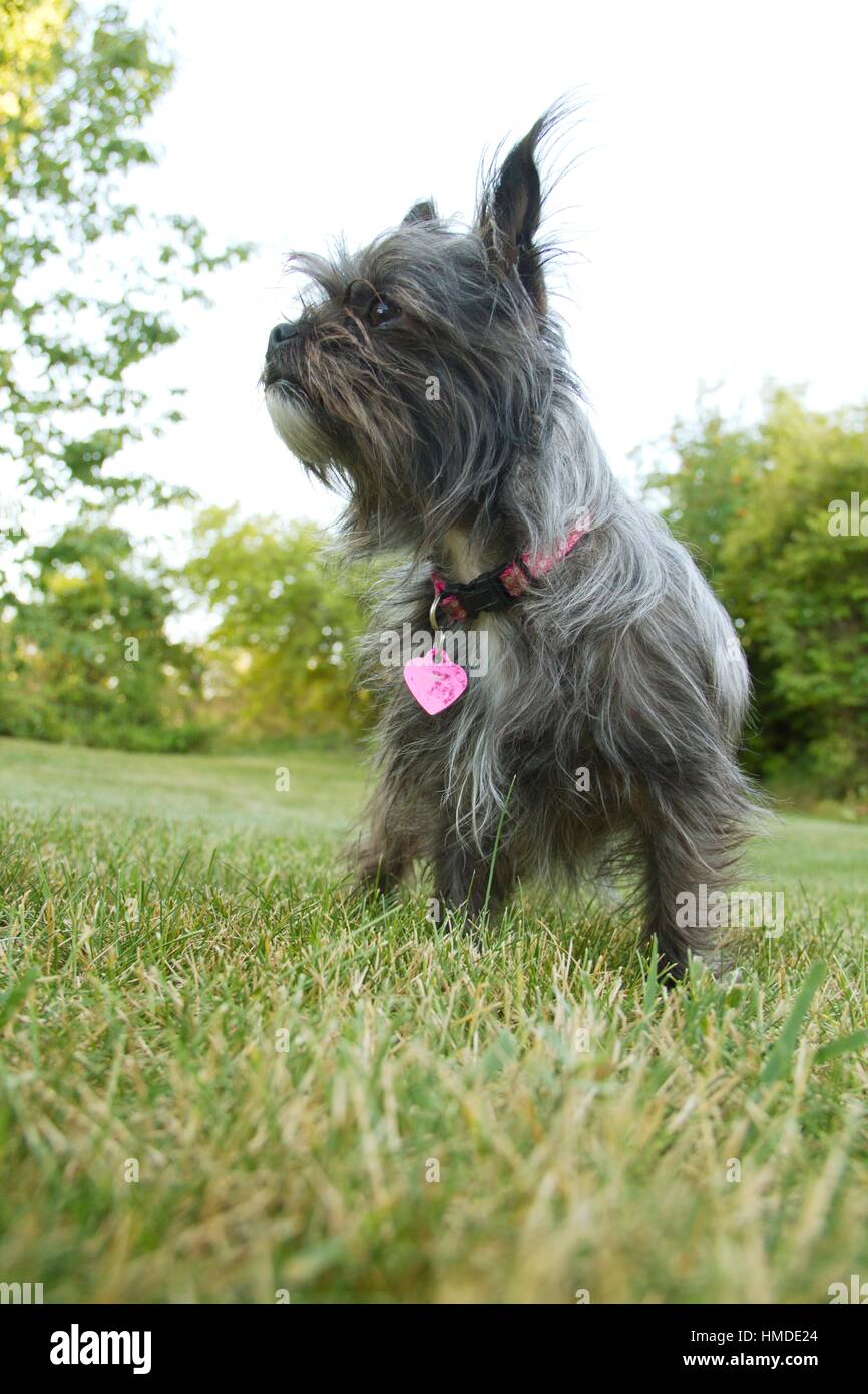 Abundante responsabilidad Típico Un pequeño terrier perro mezcla de gris en el exterior Fotografía de stock  - Alamy