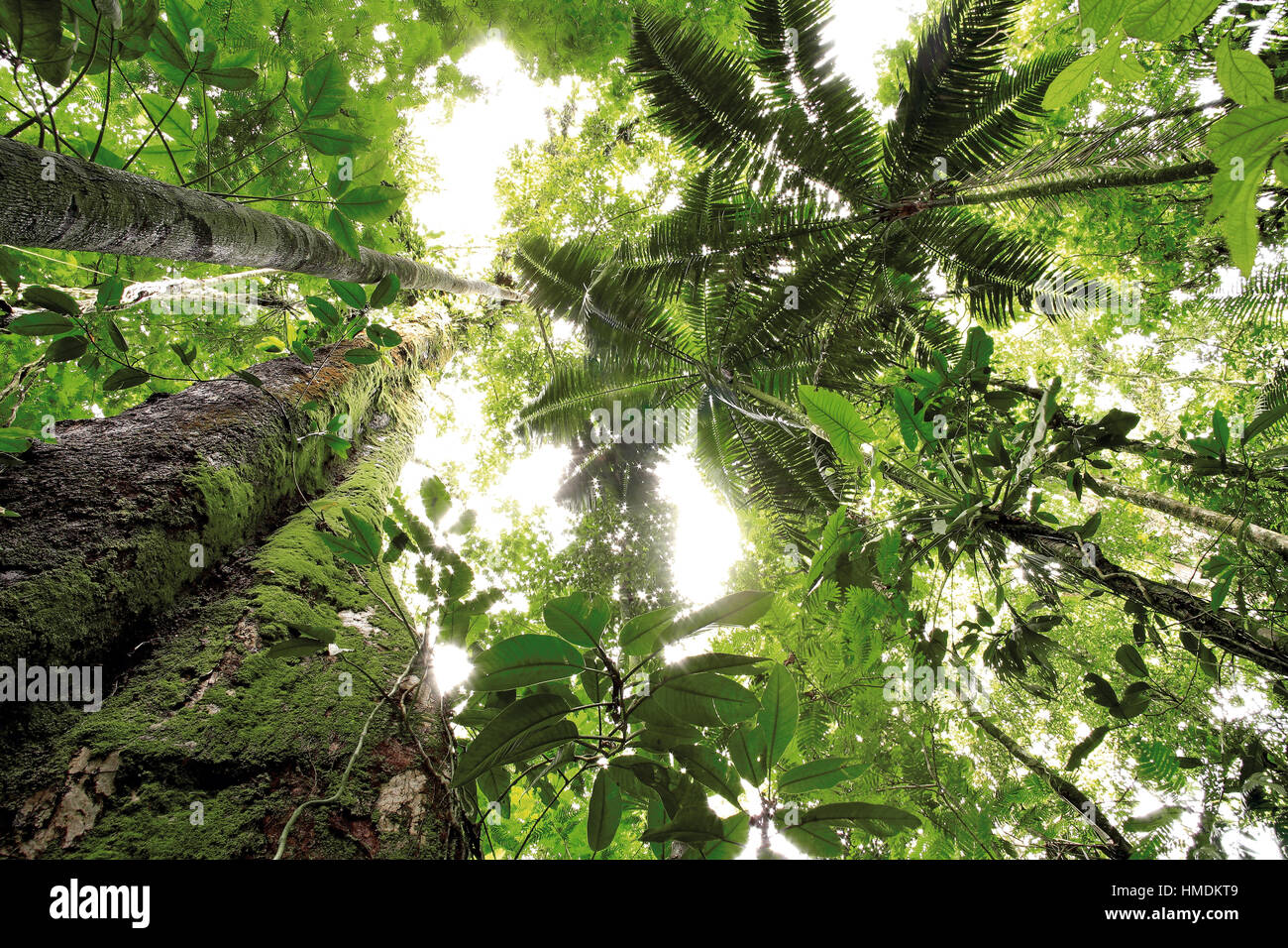 Ver arriba al dosel del bosque tropical de tierras bajas en la Estación Biológica La Selva, Sarapiquí, Costa Rica Foto de stock