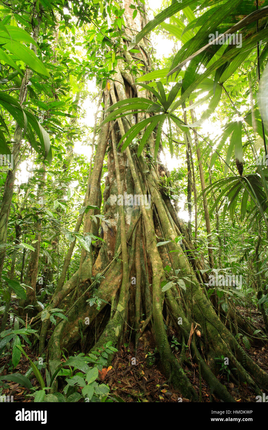 Higo estrangulador en la selva tropical de tierras bajas en la Estación Biológica La Selva, Sarapiquí, Costa Rica Foto de stock