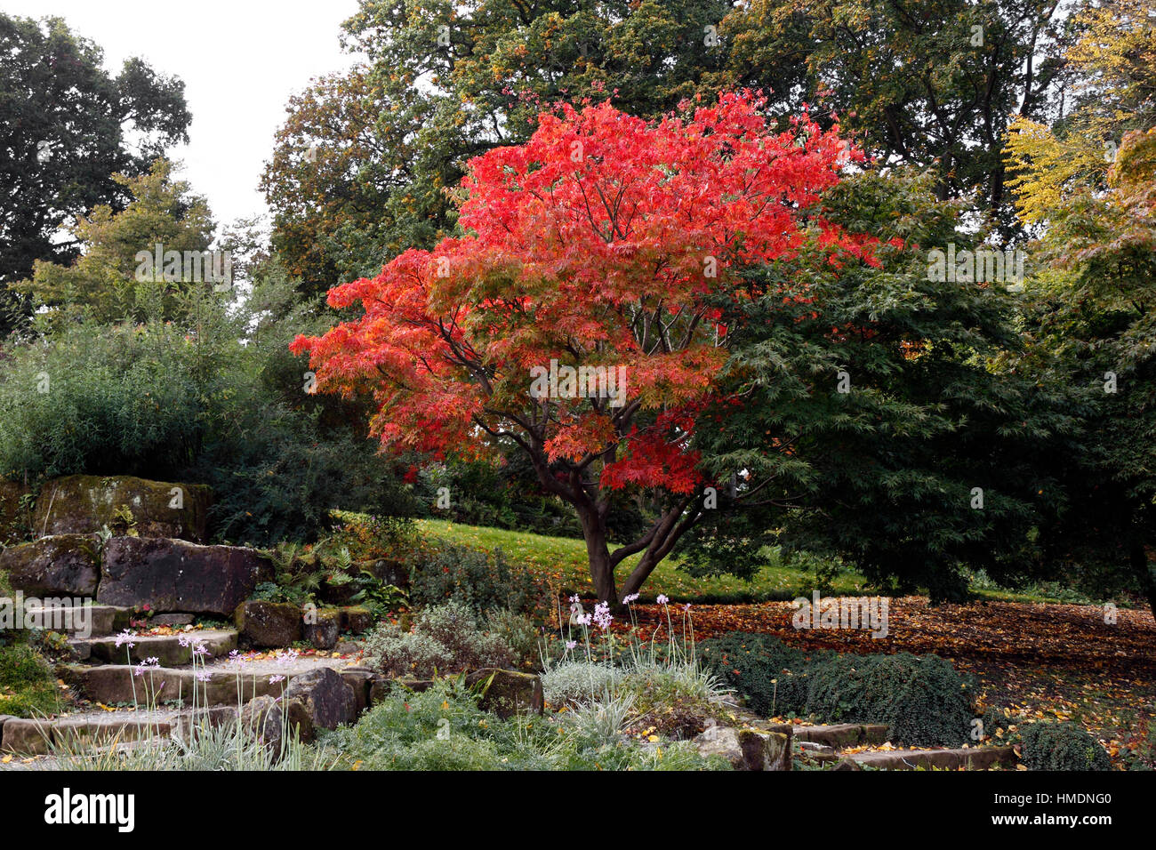ACER PALMATUM ELEGANS en colores del otoño Fotografía de stock Alamy