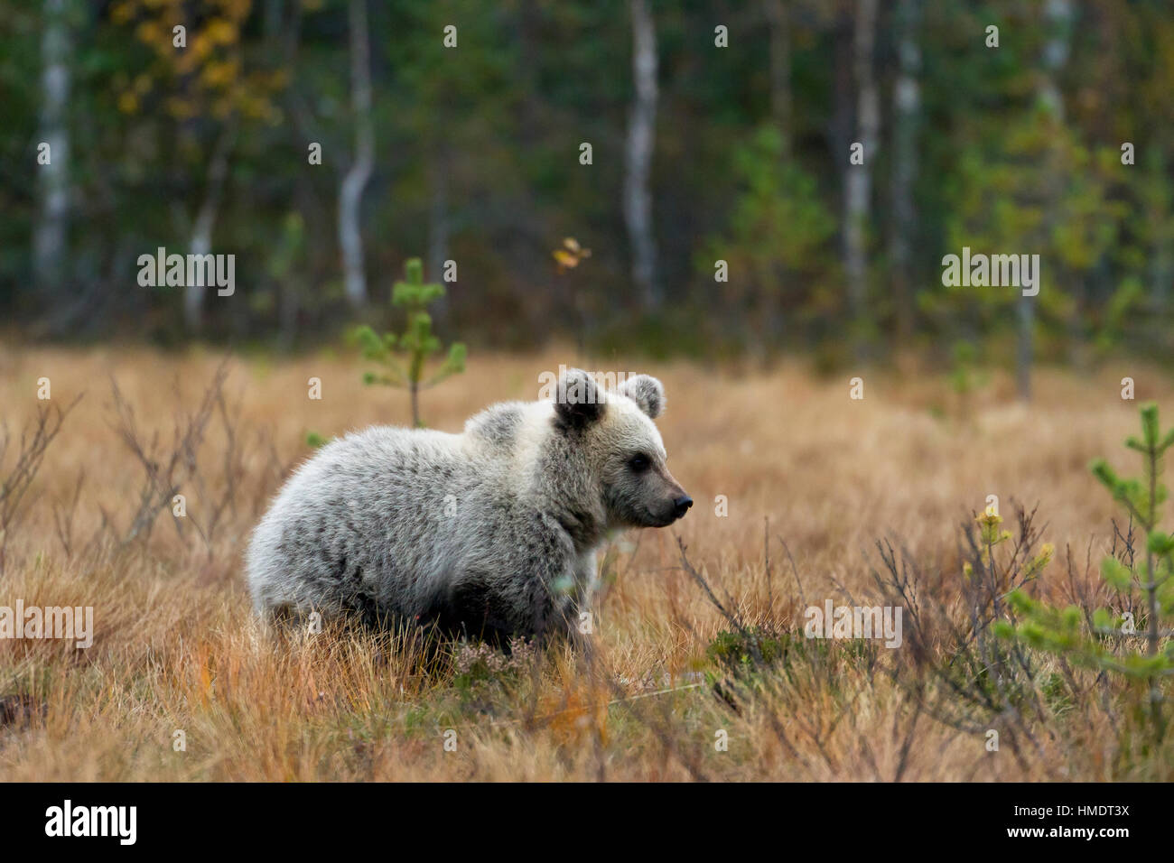 Oso pardo (Ursus arctos), juvenil en el bosque boreal, Kainuu, en el norte de Karelia, Finlandia Foto de stock