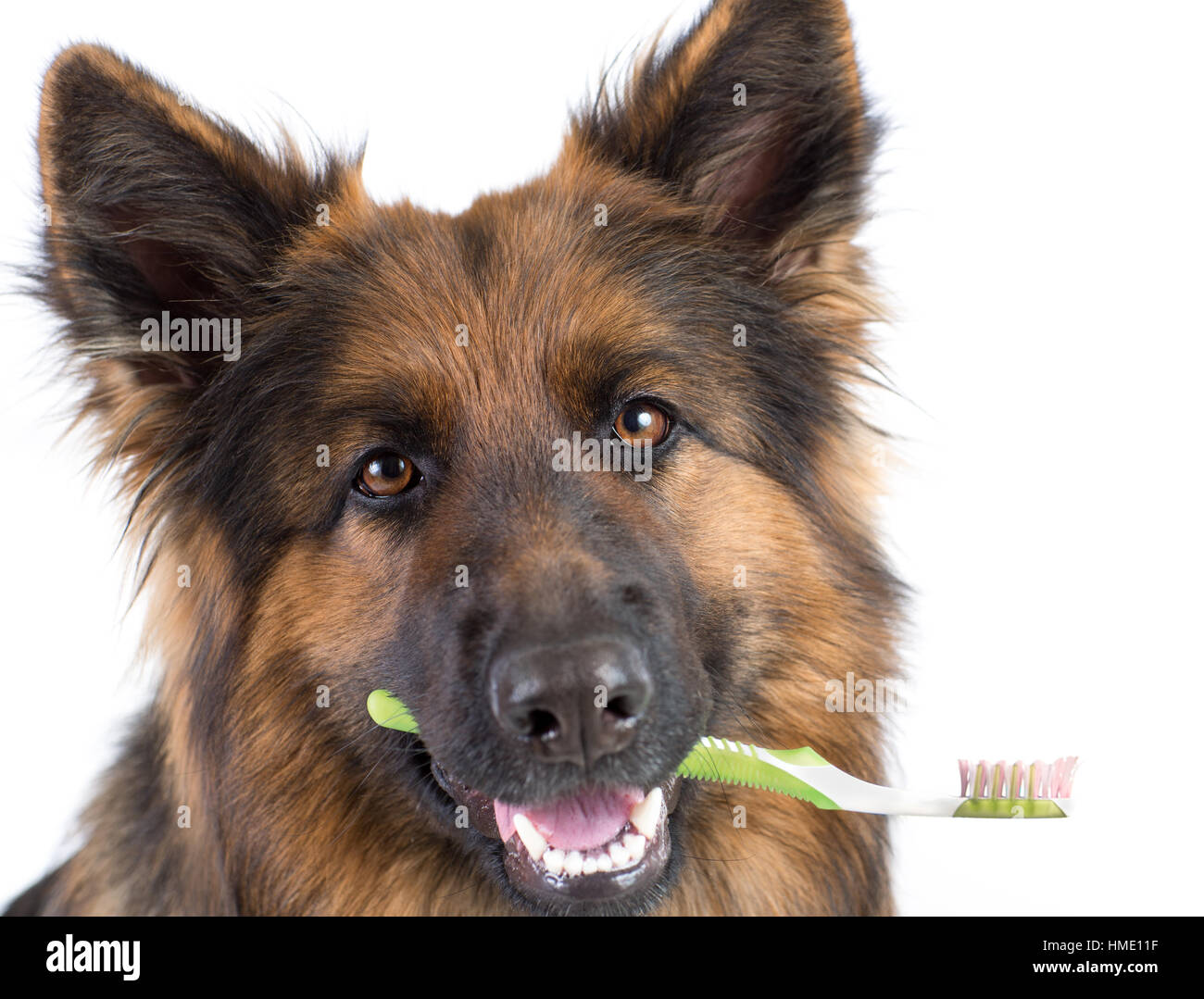 Perro sujetando el cepillo de dientes como concepto de higiene dental Foto de stock