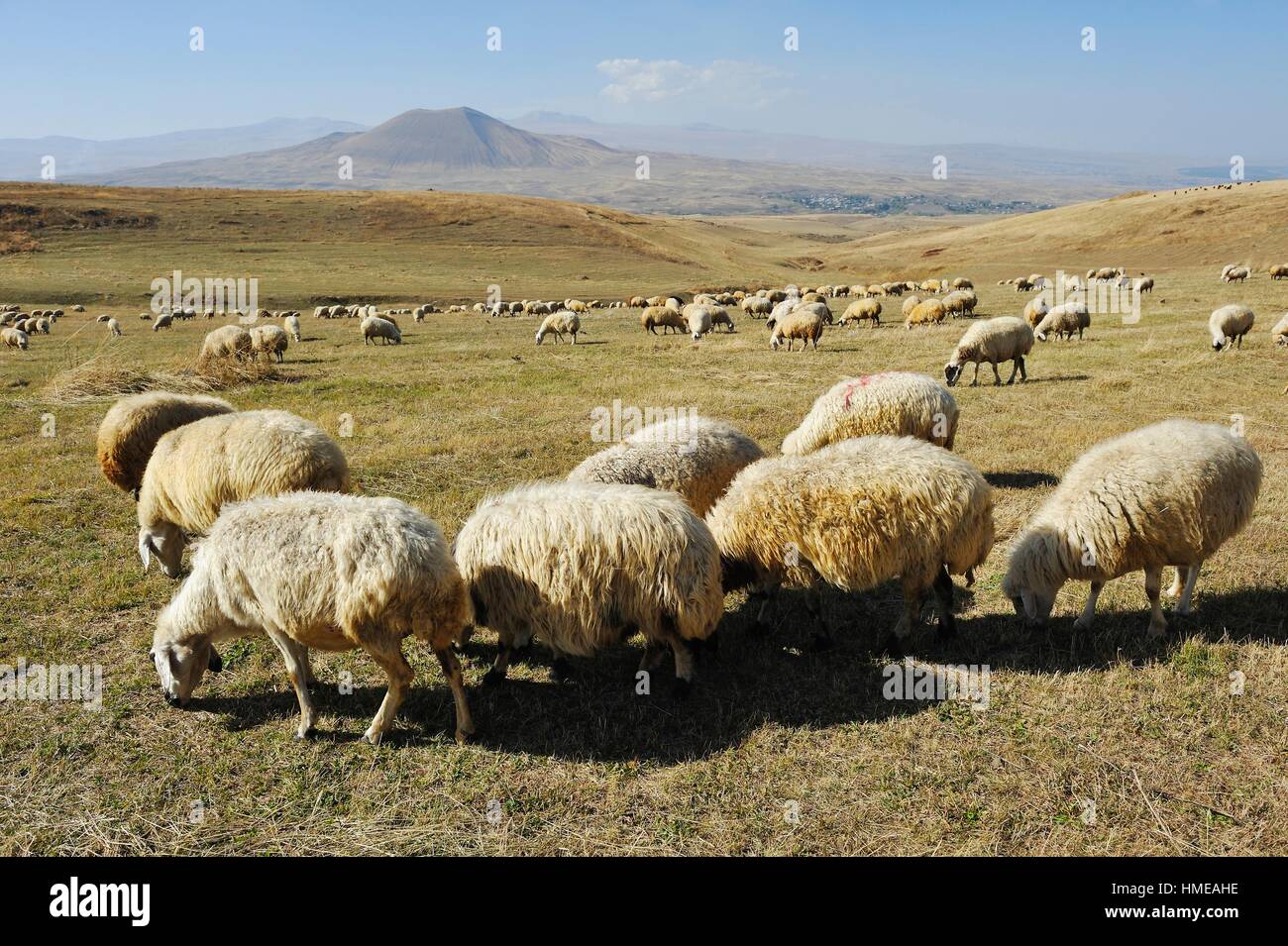 Rebaño de ovejas en la meseta, Armaghan Argitchi volcán en el fondo, Gegharkunik región, Armenia, Eurasia. Foto de stock