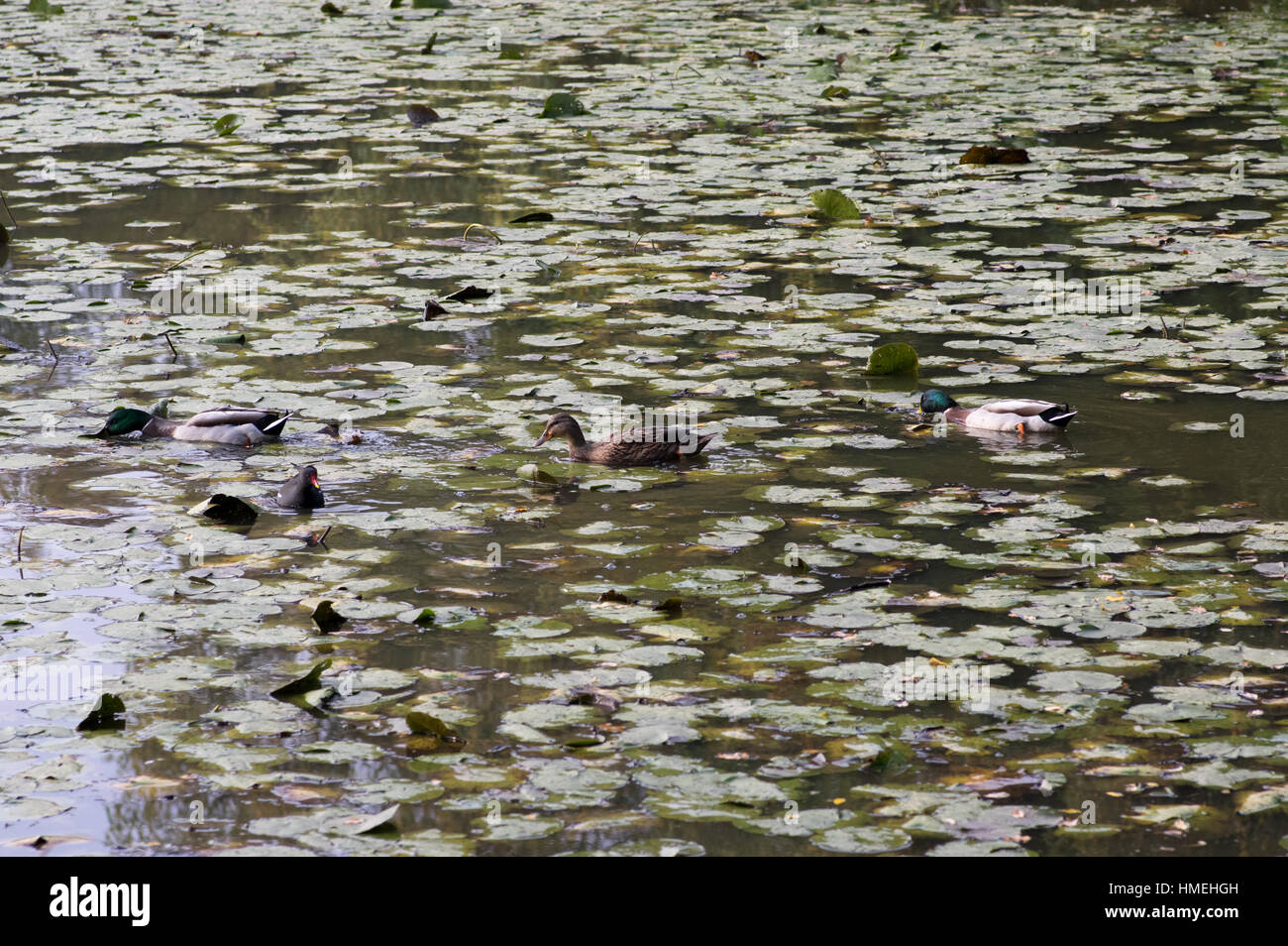 Lilly pads con birdlife en la OND en ditchling common Foto de stock