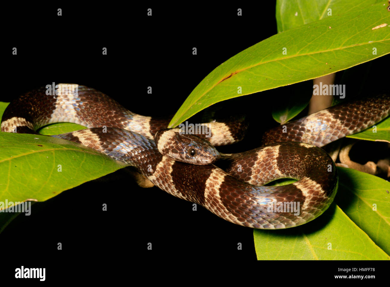 En Blanco y Negro Cat-eyed Snake (Leptodeira nigrofasciata), Parque Nacional Palo Verde, Costa Rica Foto de stock