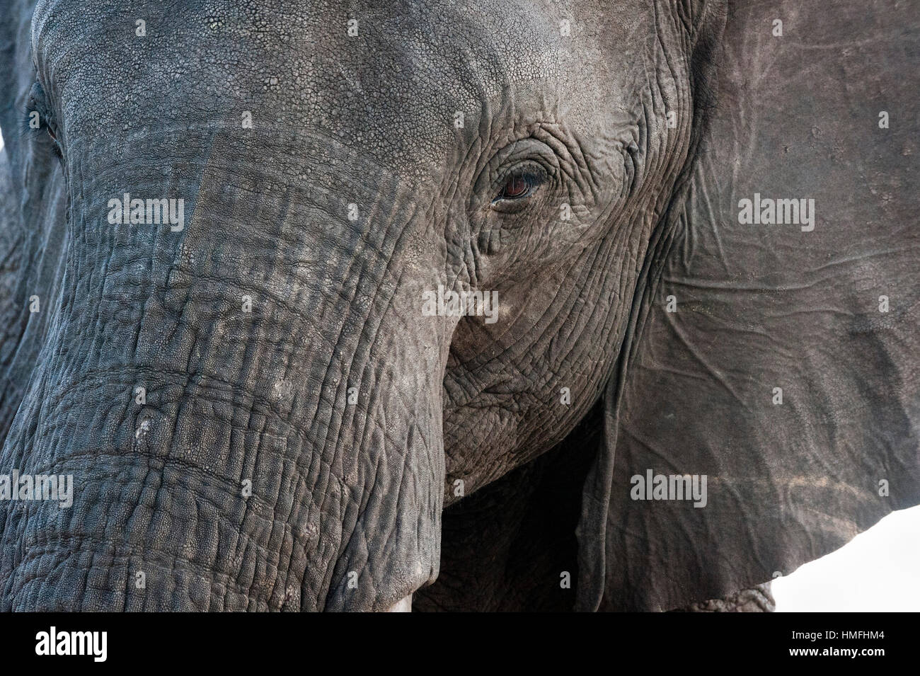 Un close-up retrato sobre un elefante africano (Loxodonta africana), el Parque Nacional Chobe, Botswana Foto de stock