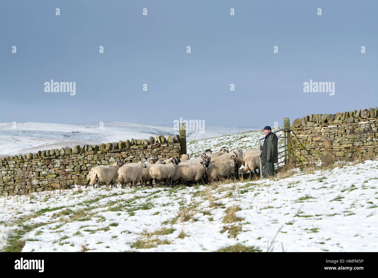 Pastor tomaron ovejas a través de una puerta, moviéndolos con un ovejero en la nieve, Upper Teesdale, Reino Unido. Foto de stock
