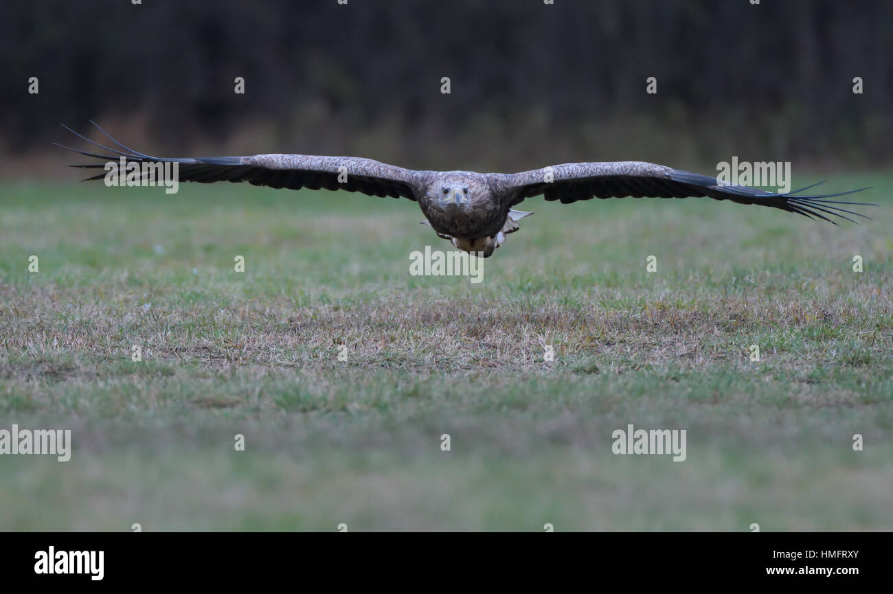 Vista frontal sobre fondo blanco-tailed aka Mar águila volando en una baja  pasan por encima de un campo de hierba tener contacto visual con el  espectador Fotografía de stock - Alamy