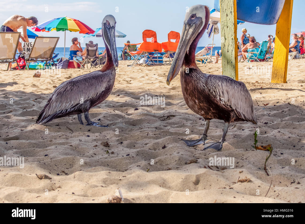 Dos grandes pelícanos compactación, Crash Boat Beach, Aguadilla, Puerto