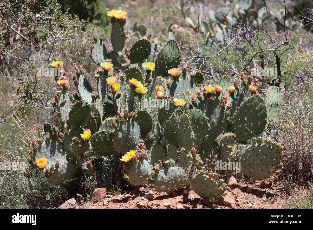 Un cactus lleno de bellas flores amarillas pueden encontrarse en Kingman, Arizona, EE.UU. Foto de stock