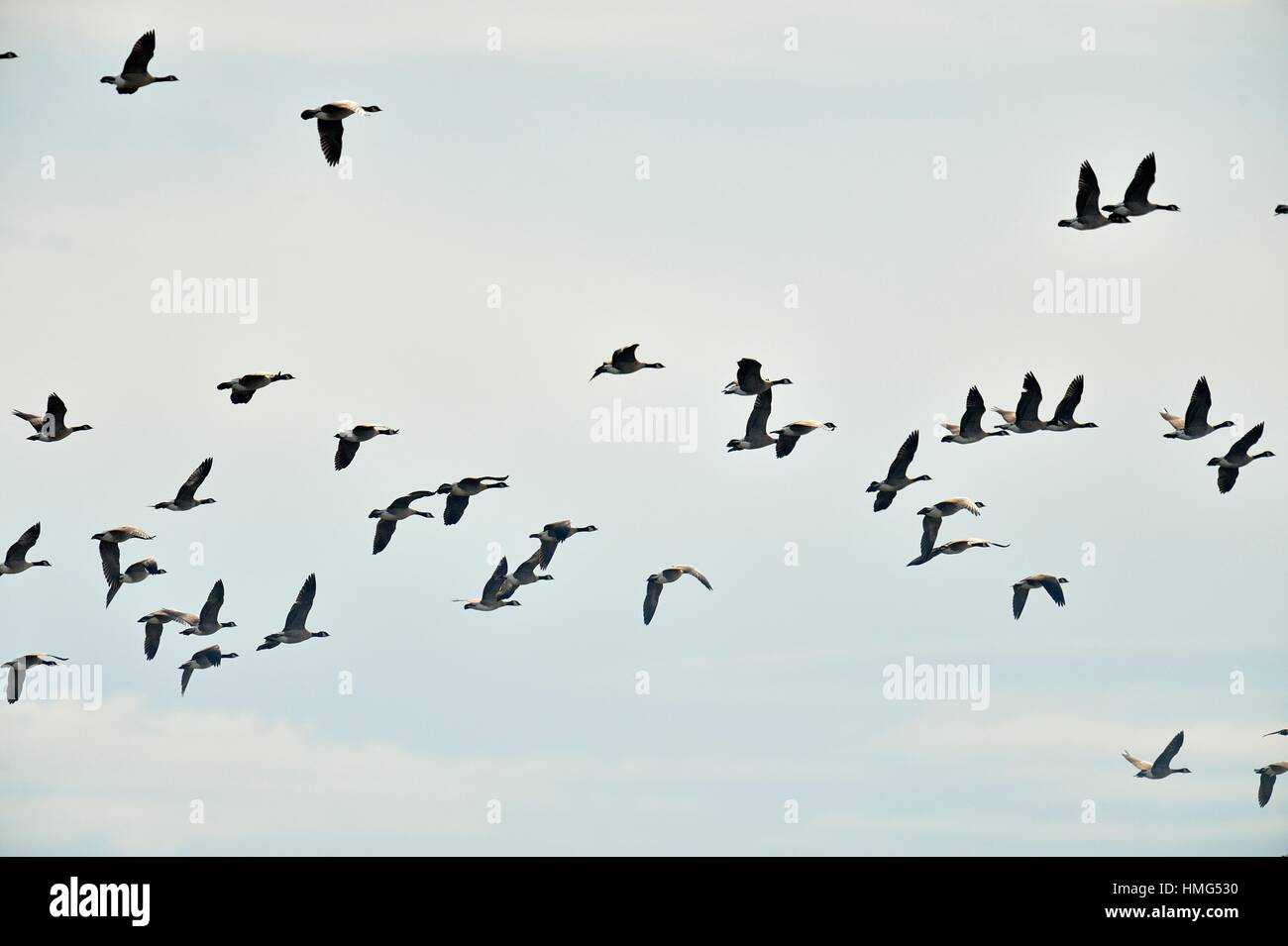 Ganso de Canadá (Branta Candensis) Grey migratorias en otoño, Lemberg, Saskatchewan, Canadá. Foto de stock
