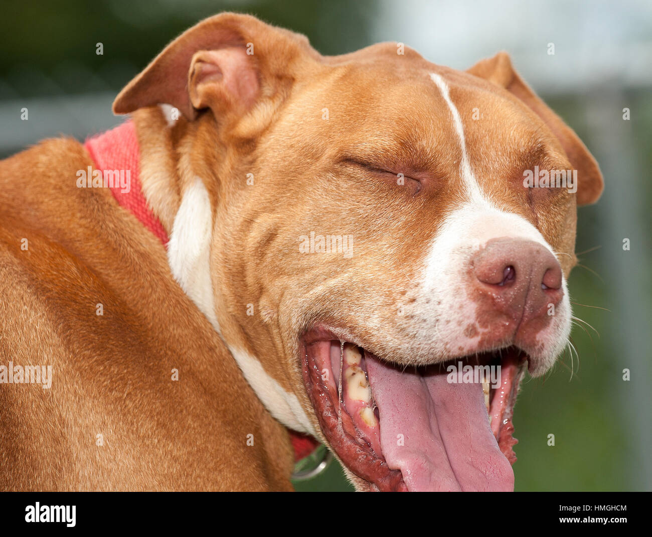 Pitbull Marron Fotos E Imagenes De Stock Alamy