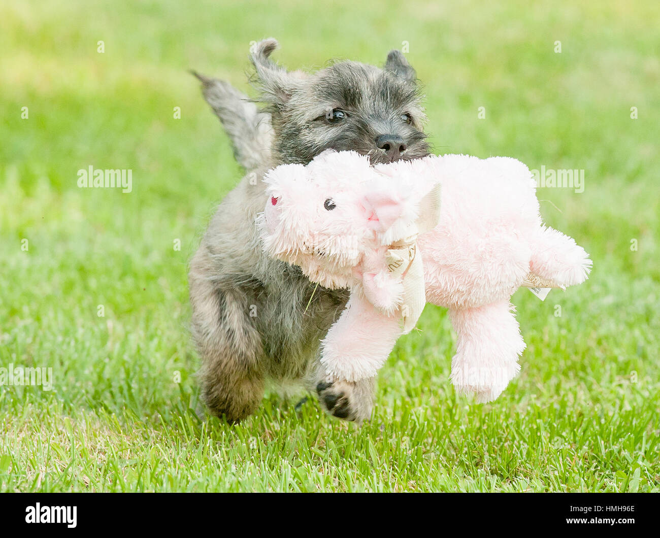 Hermosa Cairn Terrier cachorro de perro jugando con un peluche grande en su boca fuera en el césped verde Foto de stock