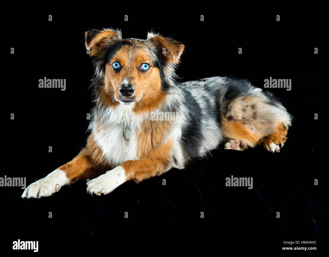 Preciosa de ojos azules Pastor Australiano Shepard tricolor merle Aussie acostada pies blanco orejas sobre fondo negro Foto de stock