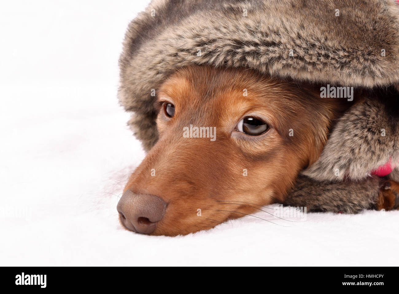 Longhair teckel cachorro. No aislados Foto de stock