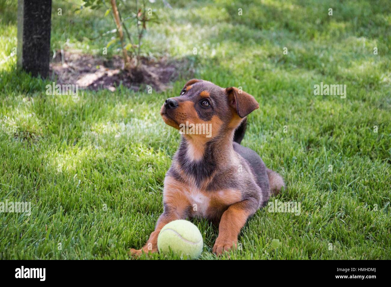 Pastor Inglês Pastoreando Cachorro Com Bola De Tênis Imagem de Stock -  Imagem de jogo, inglês: 177133179