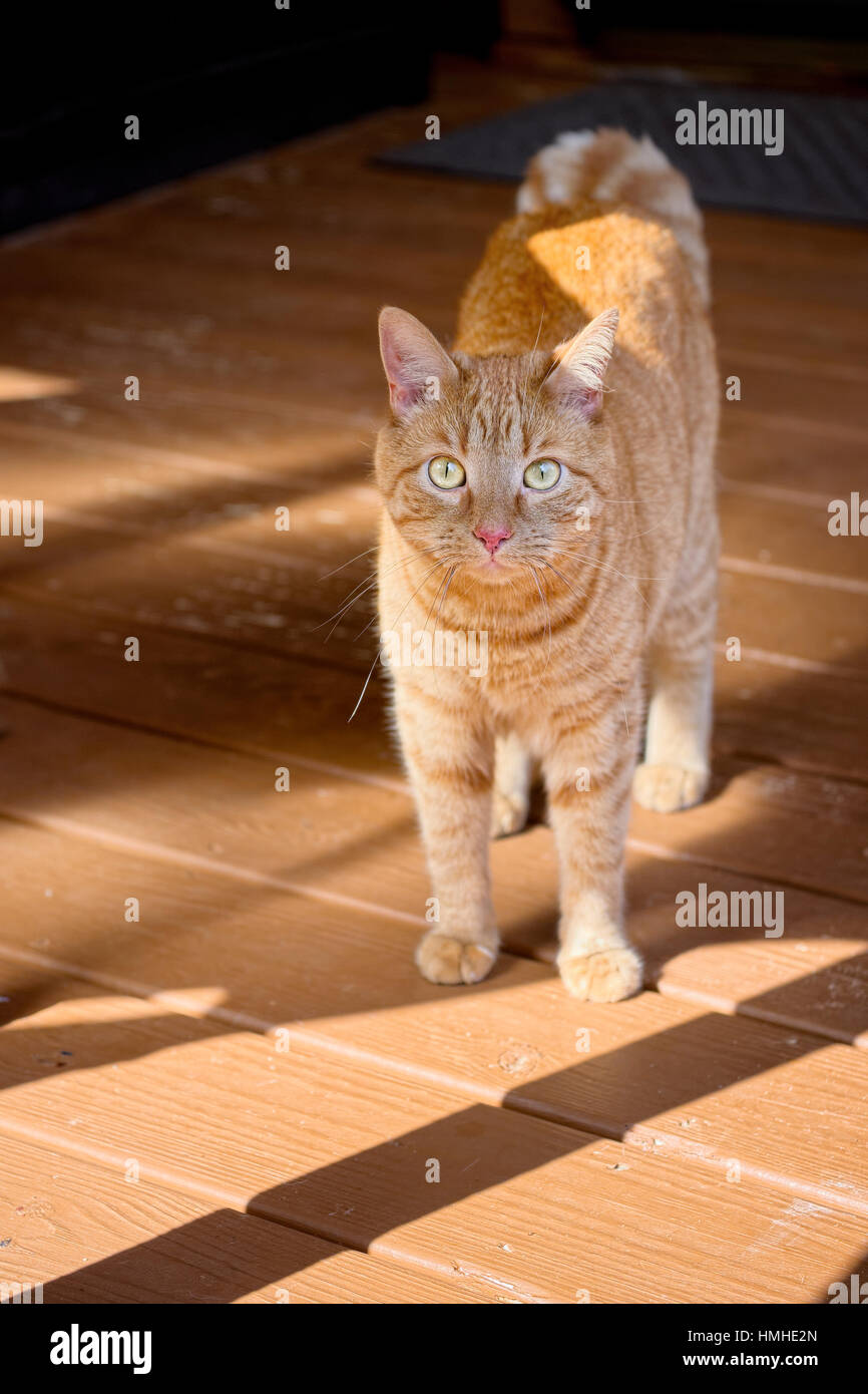 Gato atigrado naranja rayas de pie en el porche mirando a la cámara. Foto de stock
