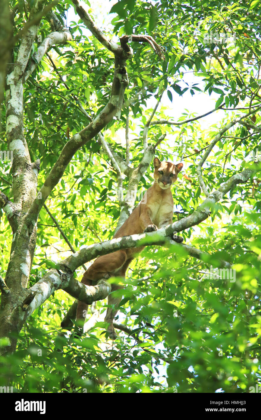 Wild puma (Puma concolor) escalada en un árbol. Sirena, Parque Nacional Corcovado Osa Costa Rica. Foto de stock