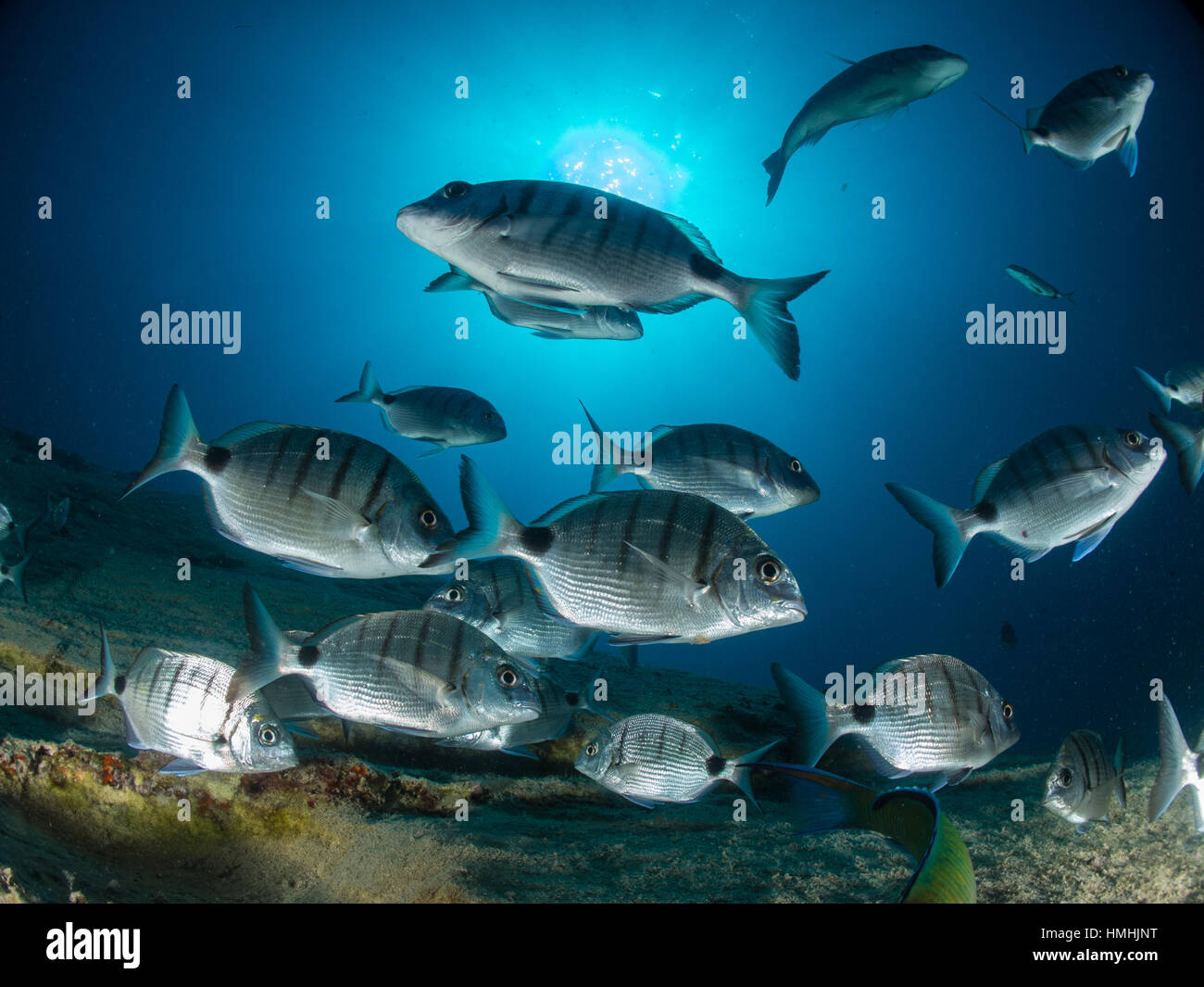 El sargo (Diplodus sargus cadenati), La Graciosa, Lanzarote, Islas Canarias Foto de stock