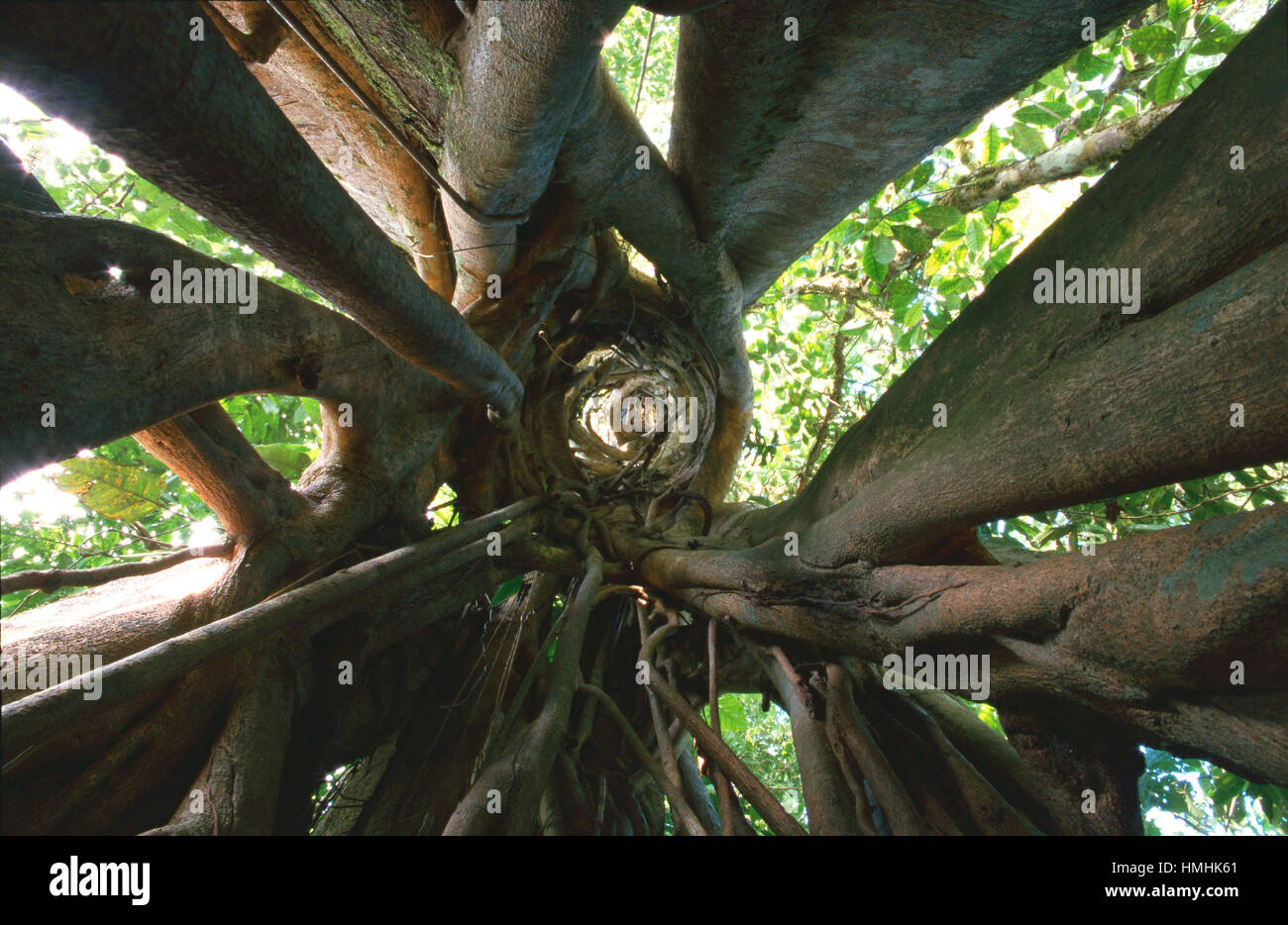 Ver arriba dentro de higuera (Ficus sp.), donde solía estar árbol hospedero (fallecido ya se pudrió). Selva tropical de tierras bajas, Península de Osa, Costa Rica Foto de stock