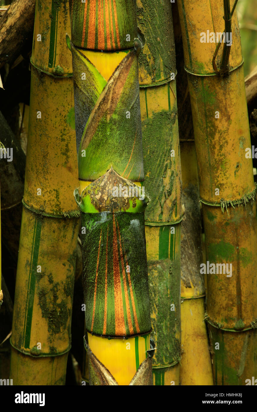 Comunes de bambú (Bambusa vulgaris). Bosque tropical en el Parque Nacional Manuel Antonio, Costa Rica Foto de stock