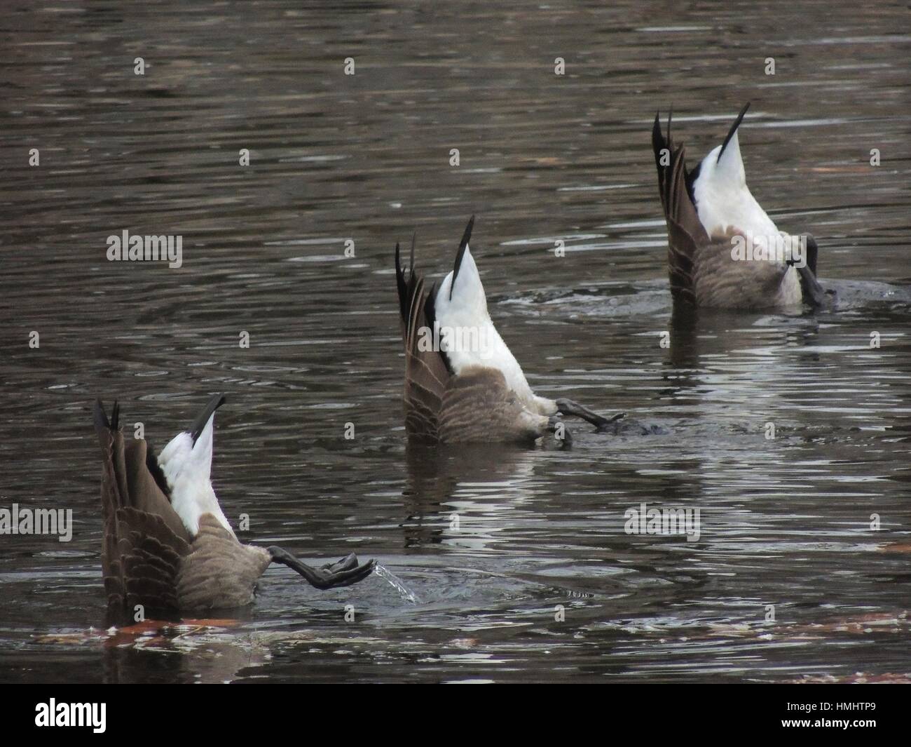 Tres gansos poner sus fondos en el aire para buscar comida debajo de la superficie de un arroyo, Pennsylvania, Estados Unidos. Foto de stock