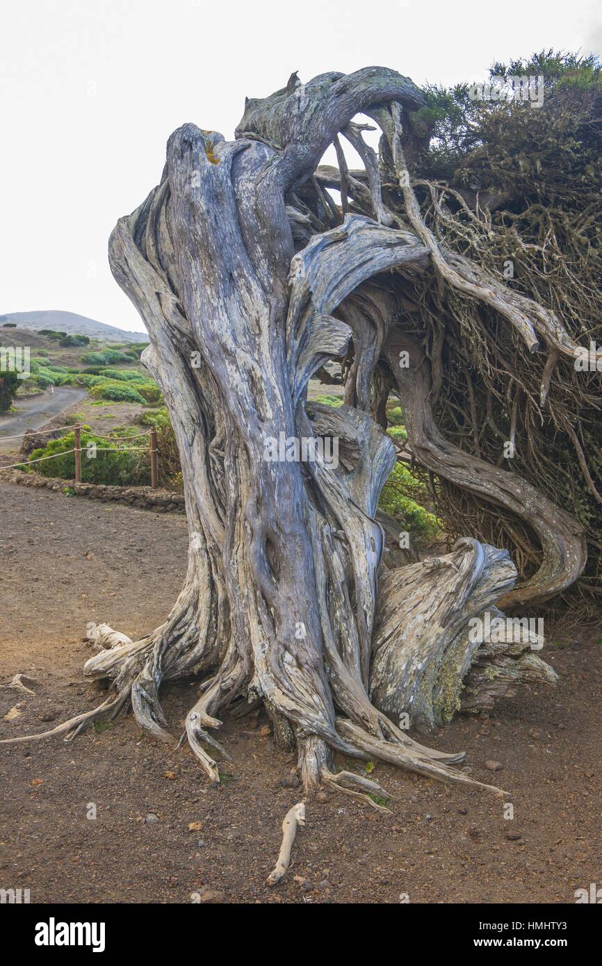El hierro wind bent trees at fotografías e imágenes de alta resolución -  Alamy