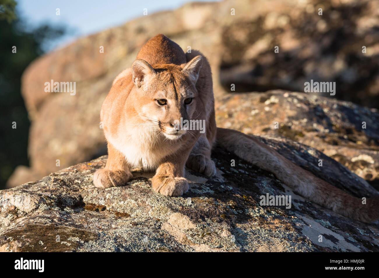 Adulto el león de montaña (Puma concolor) tumbado sobre una roca, cautiva,  California, EE.UU Fotografía de stock - Alamy