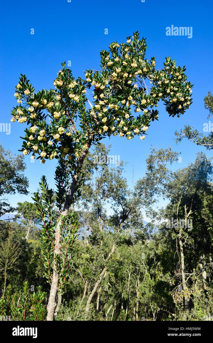 Madroño (Arbutus unedo), flores. Es un pequeño árbol o arbusto perenne de  la familia Ericaceae. Las flores hermafroditas son blancos (raramente  Fotografía de stock - Alamy